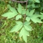  Liliane Roubaudi - Dicentra spectabilis (L.) Lem. [1847]