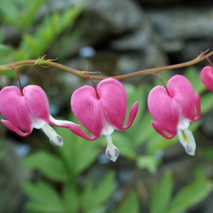  - Dicentra spectabilis (L.) Lem. [1847]