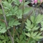  Liliane Roubaudi - Dicentra spectabilis (L.) Lem. [1847]