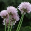  Liliane Roubaudi - Allium schoenoprasum L. [1753]