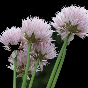 Photographie n°243730 du taxon Allium schoenoprasum L. [1753]