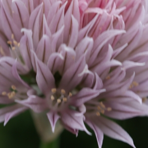 Photographie n°243735 du taxon Allium schoenoprasum L. [1753]