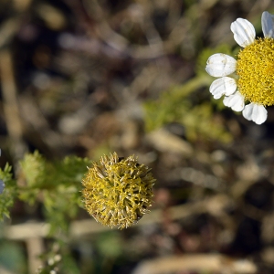 Photographie n°243786 du taxon Anthemis tomentosa L. [1753]