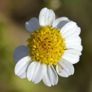 Photographie n°243787 du taxon Anthemis tomentosa L. [1753]