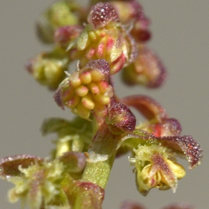 Photographie n°243792 du taxon Rumex bucephalophorus L. [1753]