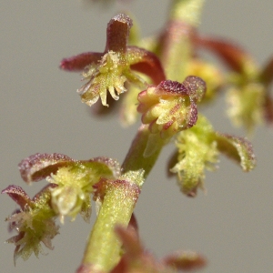 Photographie n°243793 du taxon Rumex bucephalophorus L. [1753]