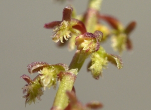 Patrice Giraudeau, le 16 juin 2014 (Sérignan (Lycée Marc Bloch))