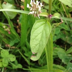 Photographie n°243795 du taxon Prunella vulgaris L. [1753]