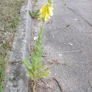 Photographie n°243821 du taxon Verbascum thapsus L. [1753]