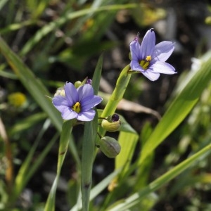  - Sisyrinchium montanum Greene [1899]