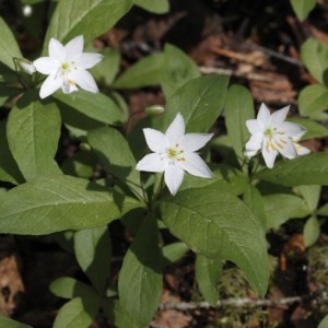 Photographie n°243839 du taxon Lysimachia europaea (L.) U.Manns & Anderb. [2009]