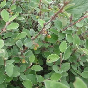 Photographie n°243856 du taxon Cotoneaster nebrodensis (Guss.) K.Koch [1853]