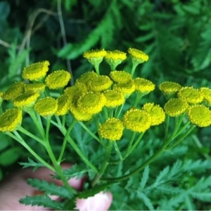 Photographie n°243858 du taxon Tanacetum vulgare L. [1753]