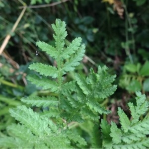 Photographie n°243860 du taxon Tanacetum vulgare L. [1753]