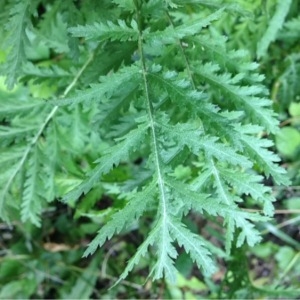 Photographie n°243861 du taxon Tanacetum vulgare L. [1753]