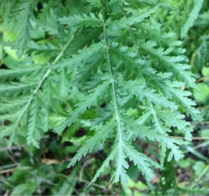 Hervé GOËAU, le 18 juin 2014 (Saulx-les-Chartreux)