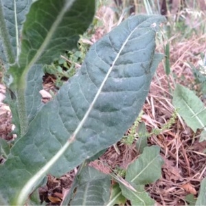 Photographie n°243866 du taxon Cichorium intybus L. [1753]