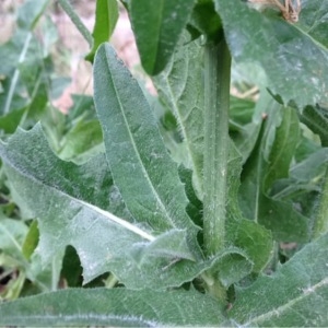 Photographie n°243869 du taxon Cichorium intybus L. [1753]