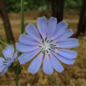 Photographie n°243871 du taxon Cichorium intybus L. [1753]