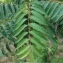  Pierre Bonnet - Ailanthus altissima (Mill.) Swingle [1916]