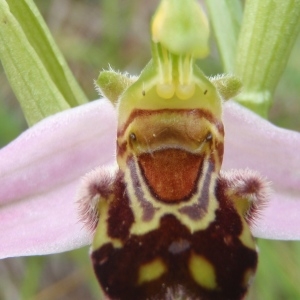 Photographie n°243878 du taxon Ophrys apifera Huds. [1762]