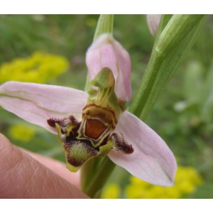 Ophrys apifera var. curviflora A.Soulié