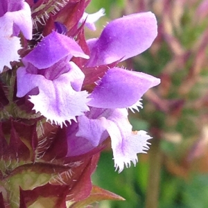 Hervé GOËAU, le 18 juin 2014 (Palaiseau)