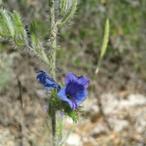 Photographie n°243932 du taxon Echium vulgare L. [1753]