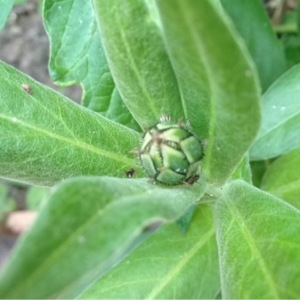 Photographie n°243938 du taxon Cyanus montanus (L.) Hill [1768]
