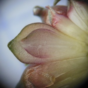 Photographie n°243947 du taxon Allium vineale L.