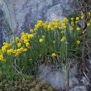 Photographie n°243982 du taxon Genista sagittalis L. [1753]