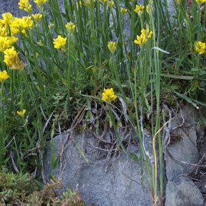Photographie n°243983 du taxon Genista sagittalis L. [1753]