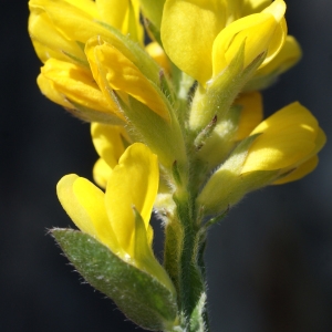 Photographie n°243984 du taxon Genista sagittalis L. [1753]