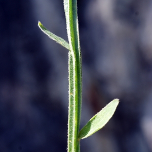 Photographie n°243986 du taxon Genista sagittalis L. [1753]