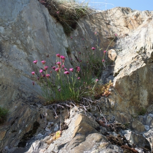 Photographie n°243988 du taxon Dianthus carthusianorum L. [1753]