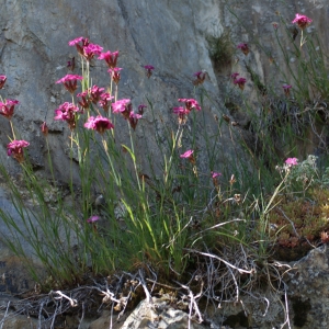 Photographie n°243989 du taxon Dianthus carthusianorum L. [1753]