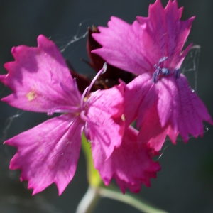 Photographie n°243992 du taxon Dianthus carthusianorum L. [1753]