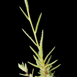 Photographie n°243999 du taxon Saxifraga aspera L. [1753]
