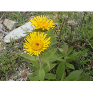 Inula oculus-christi L.