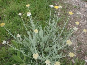 Genevieve Botti, le  3 juin 2014 (Bulgarie (Sine Kamani))