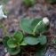  Liliane Roubaudi - Pyrola uniflora L. [1753]