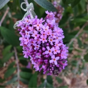 Photographie n°244066 du taxon Buddleja davidii Franch. [1887]