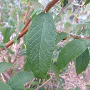 Photographie n°244067 du taxon Buddleja davidii Franch. [1887]