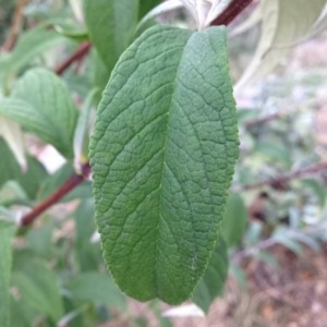 Photographie n°244069 du taxon Buddleja davidii Franch. [1887]