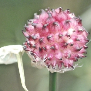 Photographie n°244079 du taxon Allium vineale L. [1753]