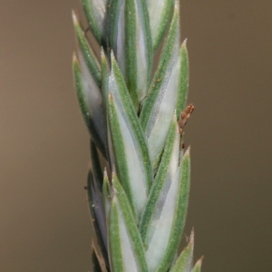 Photographie n°244147 du taxon Crucianella angustifolia L. [1753]
