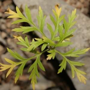 Photographie n°244150 du taxon Molopospermum peloponnesiacum (L.) W.D.J.Koch [1824]