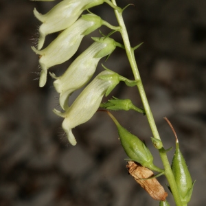 Photographie n°244159 du taxon Digitalis lutea subsp. lutea