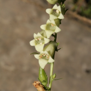 Photographie n°244160 du taxon Digitalis lutea subsp. lutea