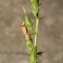  Errol Vela - Digitalis lutea subsp. lutea 